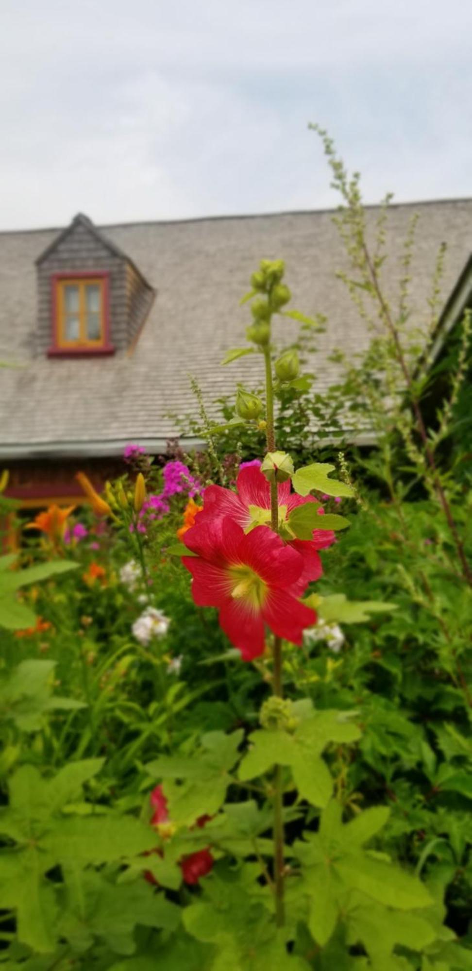 Auberge Le P'Tit Bonheur Saint-Laurent-de-l'ile d'Orleans Kültér fotó